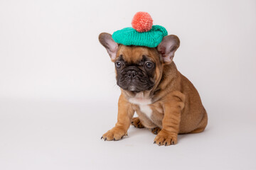 A cute funny French bulldog puppy in a knitted hat and scarf sits on a white background