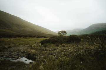 misty morning in the mountains with a tree 