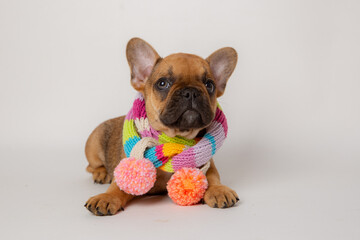 A cute funny French bulldog puppy in a knitted hat and scarf sits on a white background