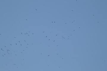 asian openbill bird flying on blue sky background