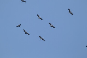 asian openbill bird flying on blue sky background
