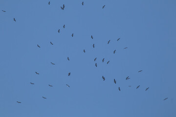 asian openbill bird flying on blue sky background