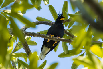 Common Myna bird on tree