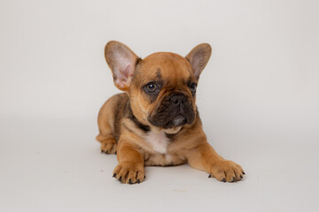 Cute funny French bulldog puppy sitting on a white background