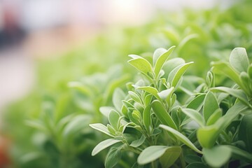 Obraz premium close-up of the blooming stevia plant