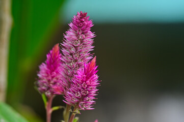 Close up of  Cock's comb or Celosia flower in bloom in the garden.