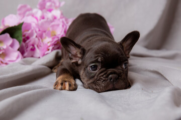 cute sad French bulldog puppy with spring flowers on a gray background studio shooting