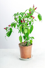 Blooming Bird's eye chili with ripe pepper fruits. Urban farm concept, plant grows on the windowsill