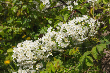Blooming cherry tree in the garden. Spring seasonal of growing plants. Gardening concept