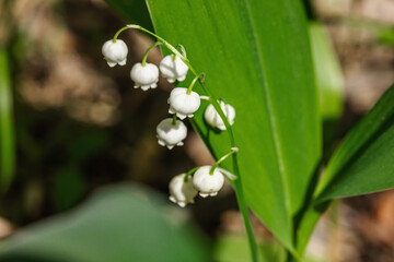 Obraz na płótnie Canvas Lily of the valley in nature. Forest, wildlife, outdoor concept. Beauty blooming, selective focus
