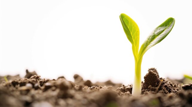 A small plant is seen sprouting out of the ground. This image can be used to represent growth, new beginnings, and the beauty of nature.
