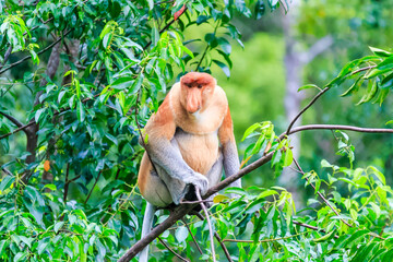 proboscis monkey or nasalis larvatus