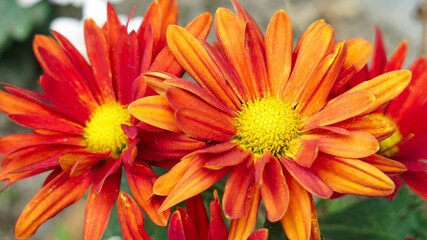 close up view of bright red orange petals with yellow center chrysanthemum flower are blooming in the garden. Chrysanthemum is perennial flowering plant with many various color.