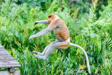 proboscis monkey or nasalis larvatus