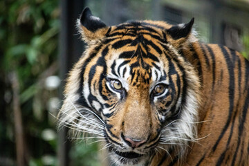 Tokyo, Japan, 31 October 2023: Close-up of a Bengal tiger.