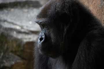 Tokyo, Japan, 31 October 2023: Close-up of a contemplative gorilla in a zoo habitat.