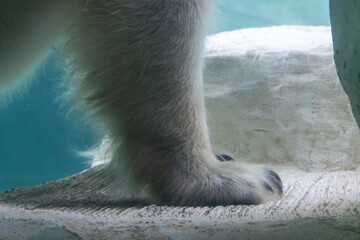 Tokyo, Japan, 31 October 2023: Close-Up of Polar Bear Paw in Zoo Habitat