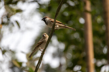 Two small sparrows are sitting on an electric metal wire. One is waiting for prey and another is curiously looking. 