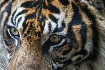 Tokyo, Japan, 31 October 2023: Close-up of a tiger's face showcasing its intense gaze.