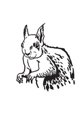 Graphical squirrel sitting on white background,vector illustration