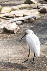 Platalea bird. Platalea leucorodia. Eurasian spoonbill. Common spoonbill. Wading bird. 
