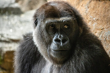 Tokyo, Japan, 31 October 2023: Gorilla Staring Intently in a Zoo Enclosure