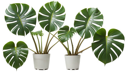 Vector Art: Illustration of Monstera Tree on White Background On transparent background PNG file
