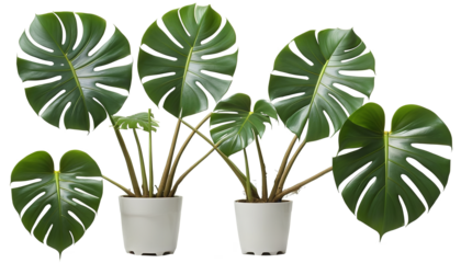 Vector Art: Illustration of Monstera Tree on White Background On transparent background PNG file
