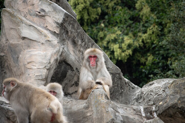 Tokyo, Japan, 31 October 2023: Japanese macaques on rocks at Ueno Zoo.