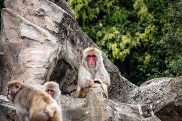 Tokyo, Japan, 31 October 2023: Japanese macaques resting on rocks at Ueno Zoo.