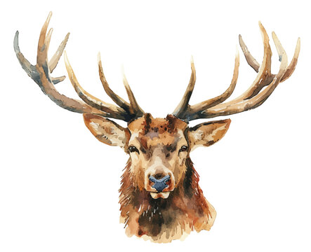head of deer watercolor vector illustration,elk head with big horns