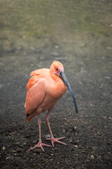 Scarlet Ibis. Red ibis bird. Eudocimus ruber. Bird family Threskiornithidae