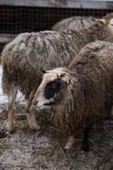 Sheep in the paddock in winter