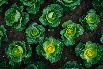 Gordijnen Lush Green Cabbage Patch in Rich Soil © SMPTY