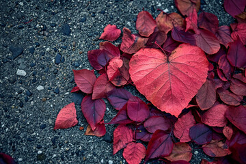 A vibrant red heart-shaped leaf among other leaves on a gravel surface