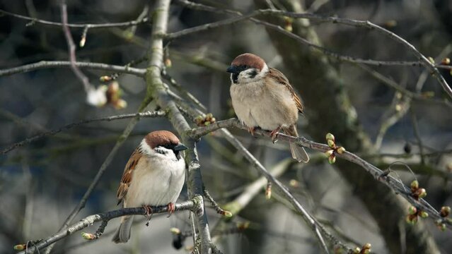 Birds of the World. Pair of sparrows male and female on a tree branch in spring 