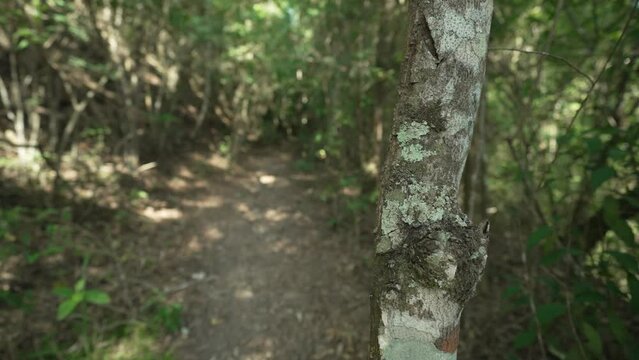A hiking trail surrounded by trees and Atlantic Forest vegetation, within the protected area of Parque Municipal da Cidade, in Niter&oacute;i, Rio de Janeiro, Brazil.