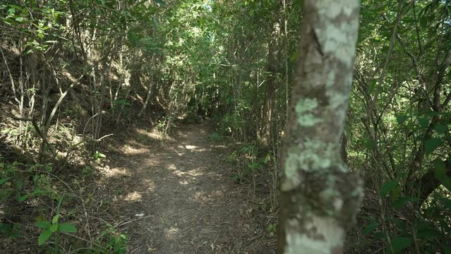 A hiking trail surrounded by trees and Atlantic Forest vegetation, within the protected area of Parque Municipal da Cidade, in Niter&oacute;i, Rio de Janeiro, Brazil.