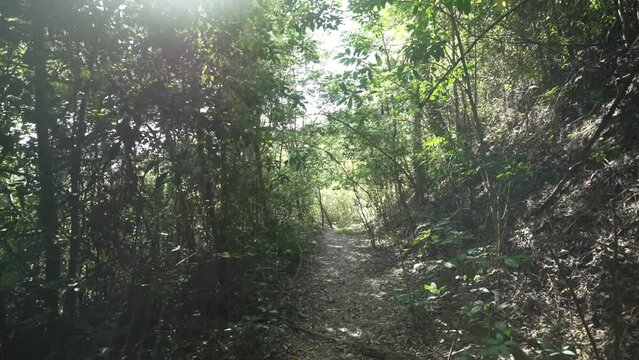 A hiking trail surrounded by trees and Atlantic Forest vegetation, within the protected area of Parque Municipal da Cidade, in Niter&oacute;i, Rio de Janeiro, Brazil.