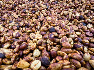  honey coffee bean natural sun dry process. close up shot full frame macro lens.