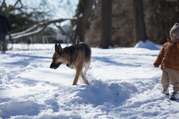 German shepherd dog on snow in winter day