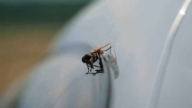 Bloodsucking dangerous tabanidae horsefly gadfly sits on a car door