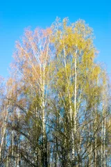 Foto op Plexiglas landscape with a birch grove on a spring morning, the first bright green © ANDA