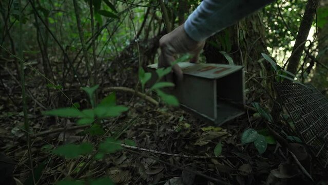 A research biologist installs a trap for small mammals to study the fauna of the protected area of Parque da Cidade, in Niterói, Rio de Janeiro, Brazil.