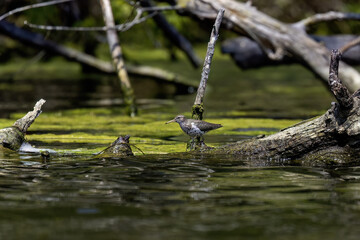 Spotted Sandpiper - actitis macularius in its natural environment when looking for food.