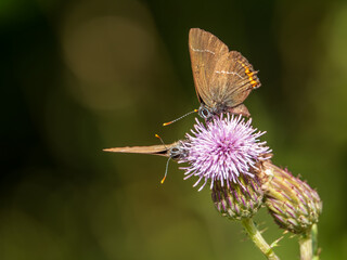 Two White-letter Hairstreak Feeding on Creeping Thistle
