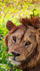 Lion dans le parc de Togoro en Tanzanie / Lion in the Togoro Park in Tanzania
