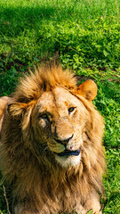 Lion dans le parc de Togoro en Tanzanie / Lion in the Togoro Park in Tanzania