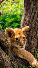 Lion cub in Togoro Park in Tanzania/ Lionceau dans le parc de Togoro en Tanzanie