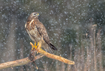 Common Buzzard in winter at a wet forest